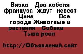  Вязка ! Два кобеля француза ,ждут  невест.. › Цена ­ 11 000 - Все города Животные и растения » Собаки   . Тыва респ.